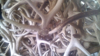 Fresh Elk Antlers at GREAT DOG!