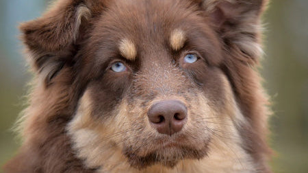 Best Bully Sticks for Aggressive Chewers - Australian Shepherd Dog