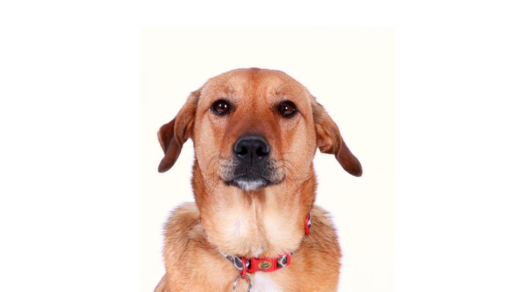 Bully Stick Alternatives Dogs and Humans Absolutely Love!