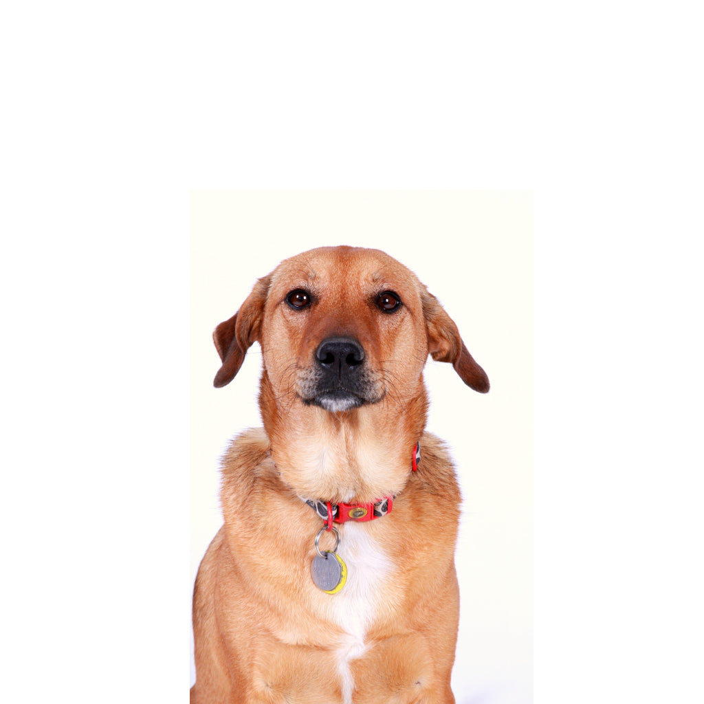 Bully Stick Alternatives Dogs and Humans Absolutely Love!