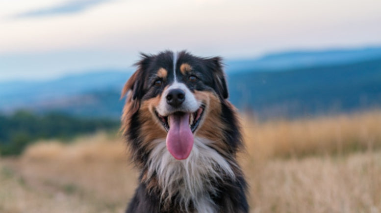 Beef Weasand for Dogs