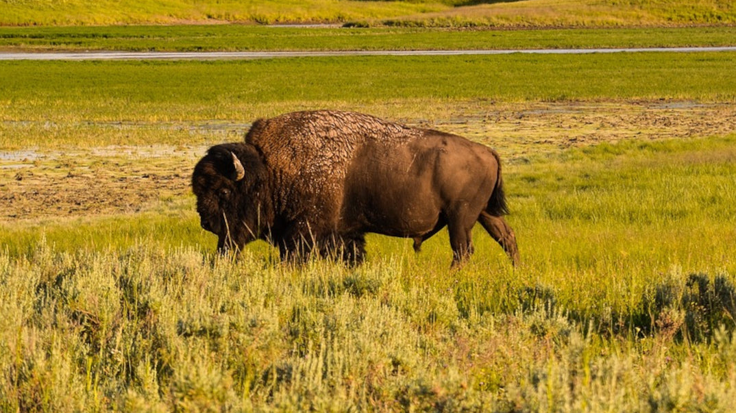 Healthy Dog Treats and Chews - Great Dog Co.