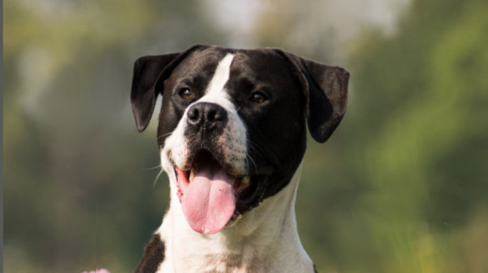 Bully Stick Alternatives Dogs and Humans Absolutely Love!