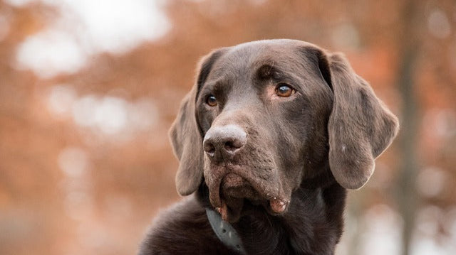 Best Single-Ingredient Dog Treats: What to Look For & What to Avoid