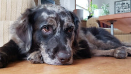 How Old is Your Dog Really?