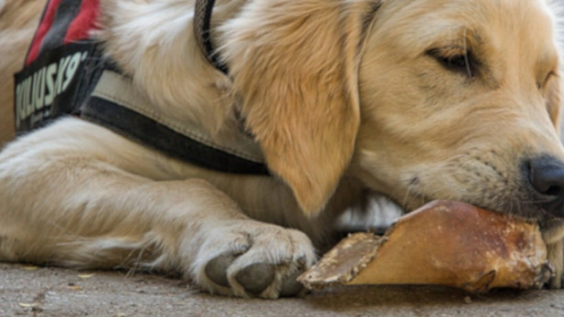 5 Best Single Ingredient Dog Chews