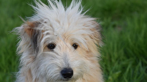 What Makes a Dog Chew “Digestible”? A Guide for Dog Owers