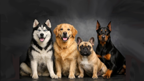 Which Dog Chew Is Best? A Guide to Bison, Beef, Lamb, Chicken & Elk Antlers