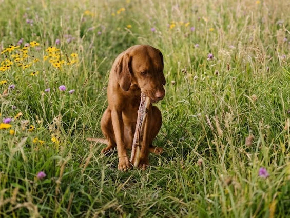 The Anatomy of a Chew: What Happens to Your Dog’s Brain & Body When They Gnaw