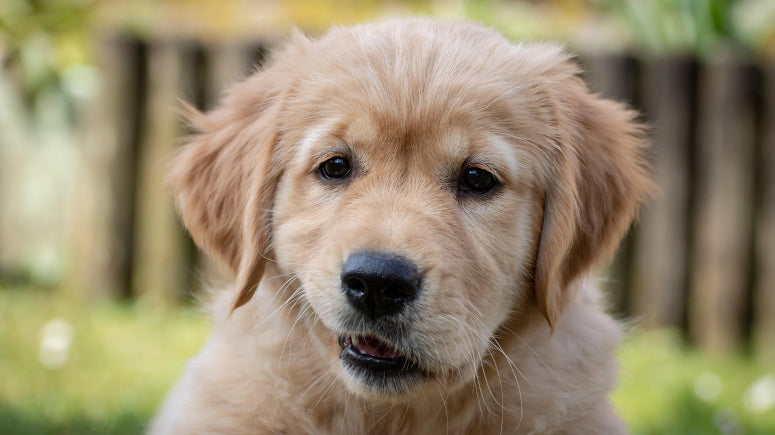 Best USA Made Dog Treats for Allergies - Golden Retriever Puppy Dog