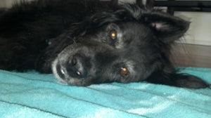 The Very Definition of a GREAT DOG - Stanley!