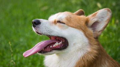The Best Way to Keep Dog's Teeth and Gums Healthy