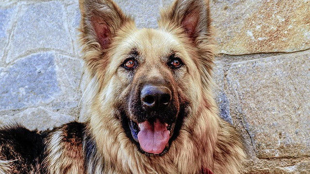 The Best Dog Chews by Age and Size: A Guide to Safe, Healthy Chewing at Every Life Stage