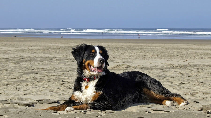bernese-mountain-dog-image-on-beach-with-text-tendon-chews-for-dogs