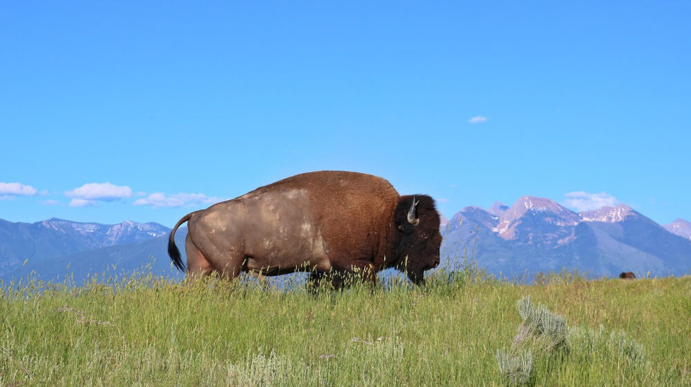 bison-in-field-image-with-text-bison-vs-beef-dog-treats-and-chews