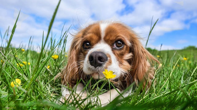 What Makes a Dog Chew Digestible? The Science Behind Safe and Healthy Chews.