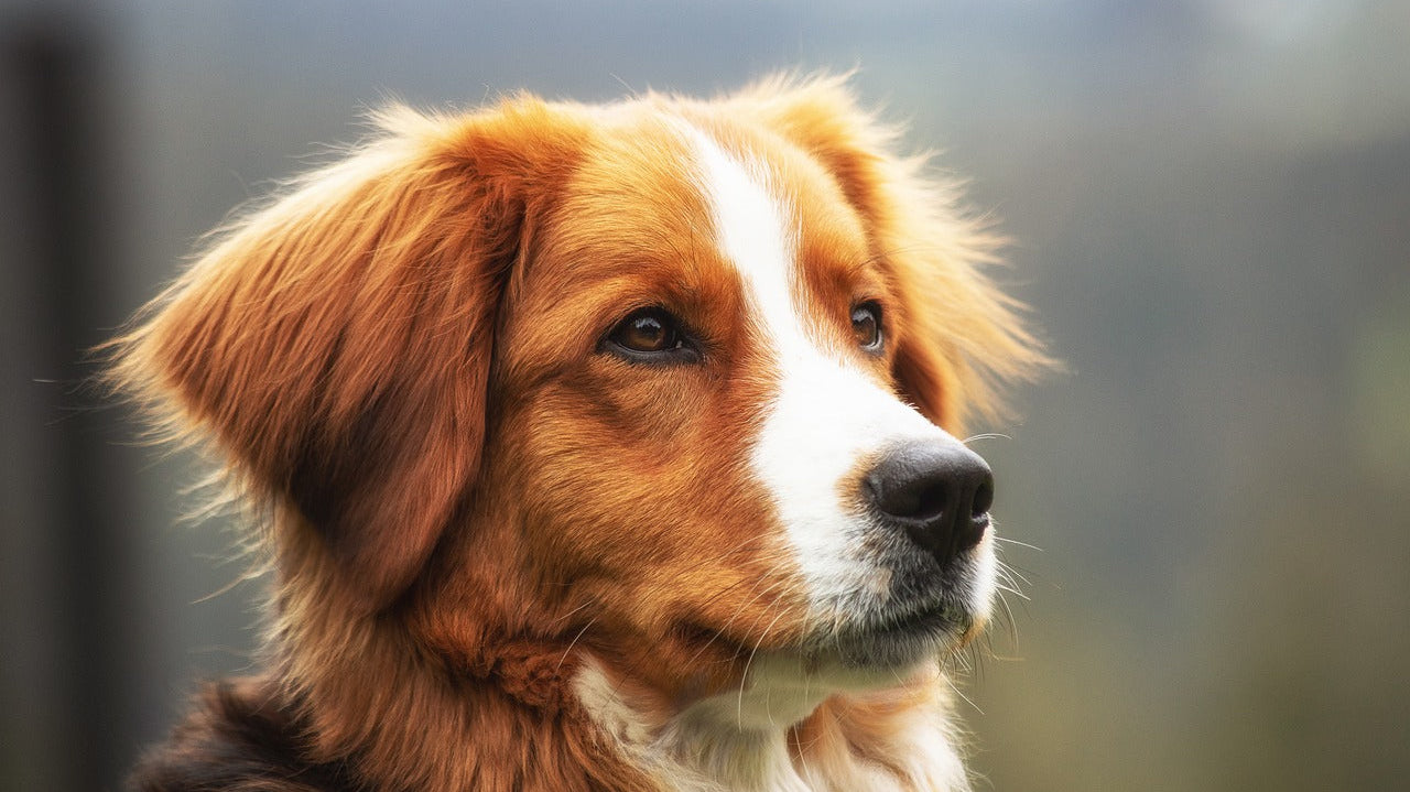 Why U.S.-Sourced Dog Treats Are Safer: A Dog Parent’s Guide to Smarter Treats and Chews