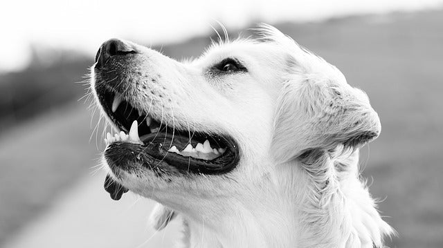 Can Dog Chews Be Part of a Dental Health Routine? Here’s What Vets Say