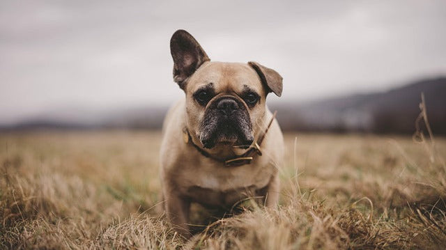 Single-Ingredient Dog Treats: The Healthiest Choice for a Happier, Healthier Pup