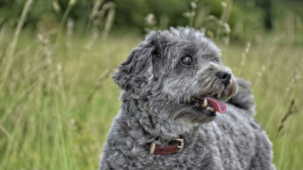 grey-poodle-dog-image-with-text-why-choose-freeze-dried-dog-chews