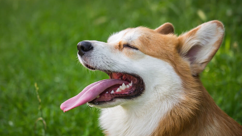 image-of-corgi-dog-with-text-dog-memory