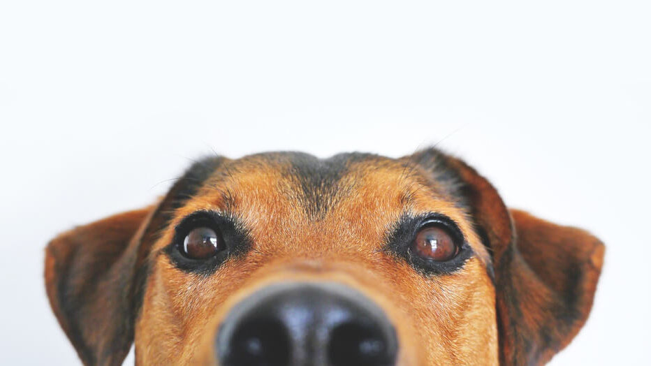 image-of-dog-eyes-and-nose-close-up-with-text-dogs-eyes-evolved-to-appeal-more-to-humans
