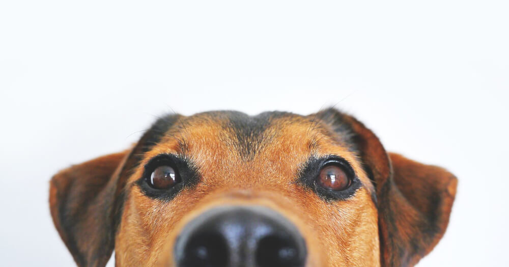 image-of-dog-eyes-and-nose-close-up-with-text-dogs-eyes-evolved-to-appeal-more-to-humans