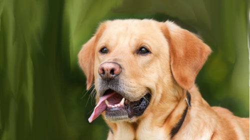 Rawhide vs. Natural Chews: What’s the Real Difference?