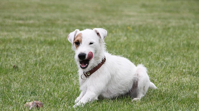 Why Dogs Need to Chew: Health, Happiness & the Right USA-Made Treats