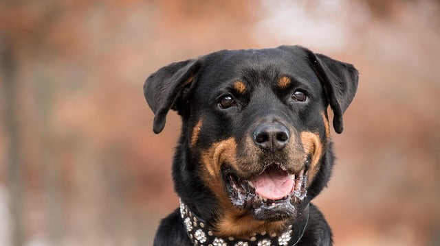 Best Healthy Dog Treats & Chews Made in the USA: What to Look For