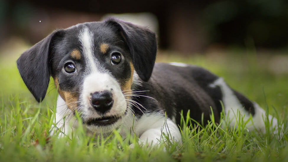 small-dog-laying-in-grass-with-text-single-ingredient-dog-treats-and-chews