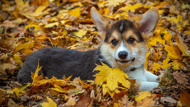 Best Natural Dog Chews and Treats for Fall: Cozy Chewing Options for Cooler Days