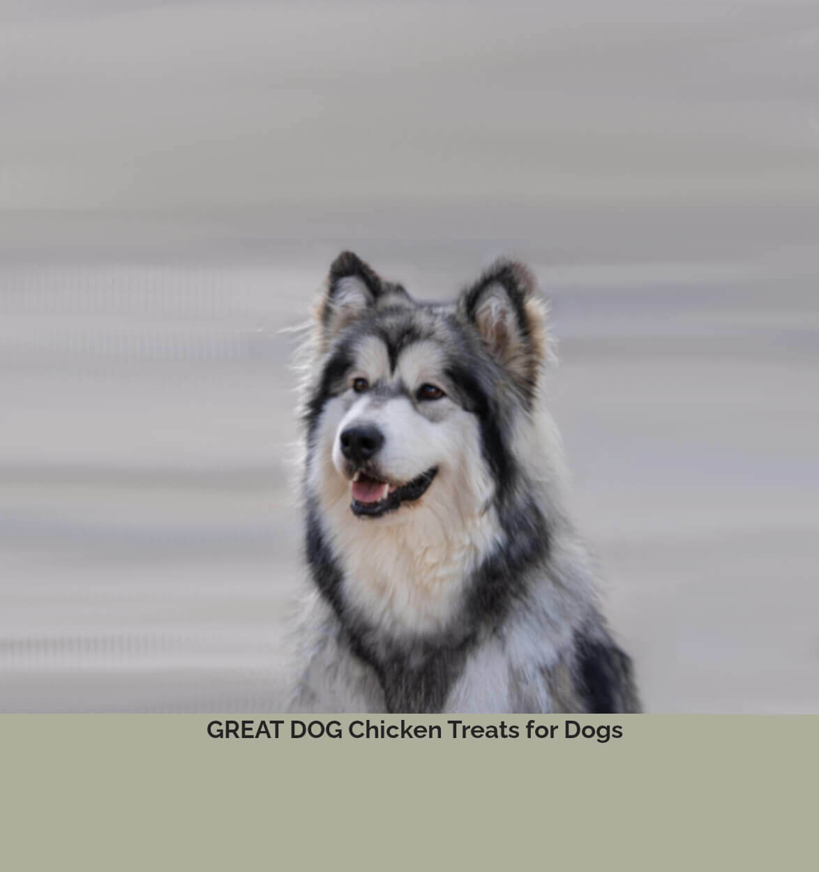 alaskan-malamute-dog-image-with-text-chicken-treats-for-dogs