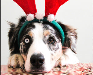 GREAT DOG 2025 Black Friday / Cyber Monday Sale