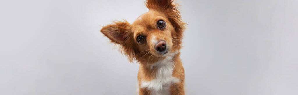 small-dog-image-with-text-great-dog-best-selling-beef-dog-treats-and-chews