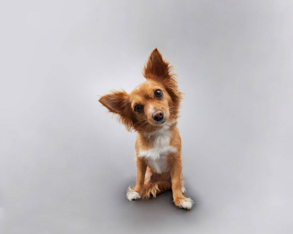 small-dog-image-with-text-great-dog-best-selling-beef-dog-treats-and-chews