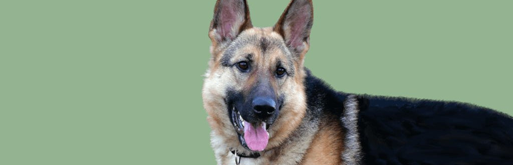 german-shepherd-dog-image-with-text-beef-bones-for-dogs-collection