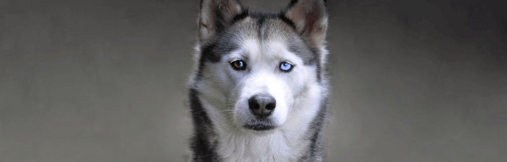 husky-dog-image-with-text-beef-bully-sticks-beef-pizzle-for-dogs