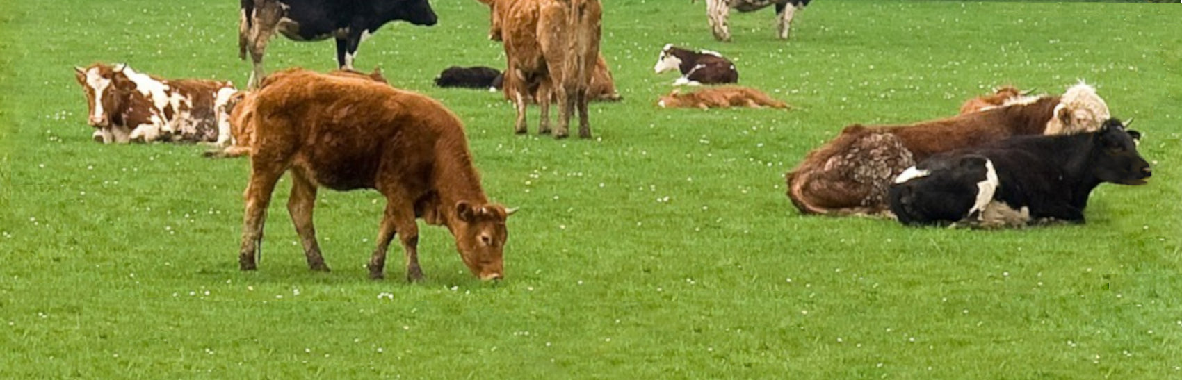 cow-in-field-image-with-text-beef-dog-treats-chews