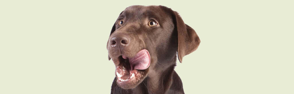 chocolate-labrador-retriever-image-with-text-beef-trachea-beef-weasand-beef-jerky
