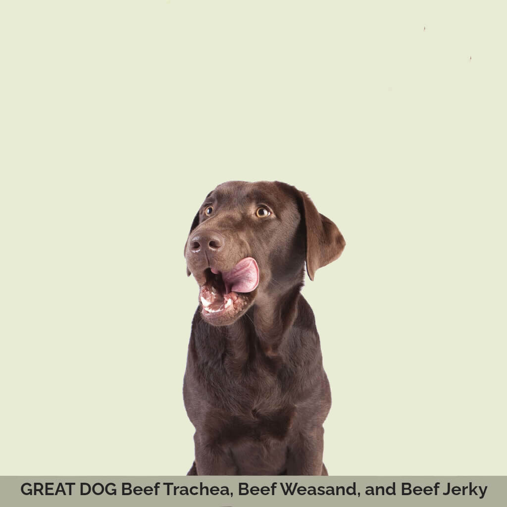 chocolate-labrador-retriever-image-with-text-beef-trachea-beef-weasand-beef-jerky