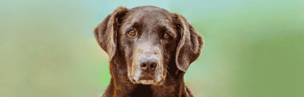 chocolate-labrador-retriever-image-with-text-great-dog-best-selling-dog-treats-and-chews