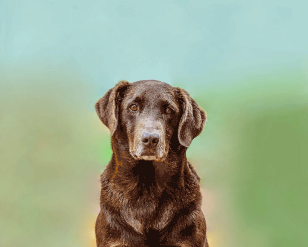 chocolate-labrador-retriever-image-with-text-great-dog-best-selling-dog-treats-and-chews