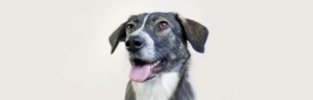 mutt-dog-image-with-text-bison-bones-for-dogs-collection