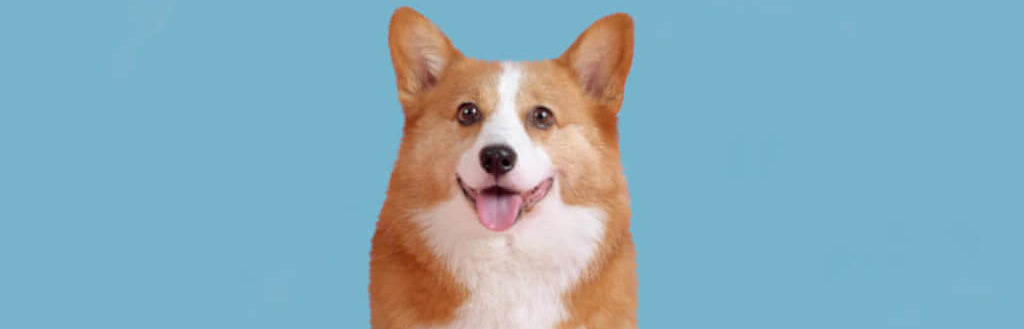 corgi-dog-image-with-text-bison-liver-lung-dog-treat-collection