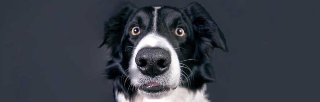 border-collie-dog-image-with-text-bison-bully-sticks-for-dogs-collection