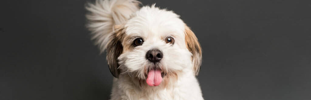 shih-poo-dog-image-with-text-great-dog-freeze-dried-treats-and-chews