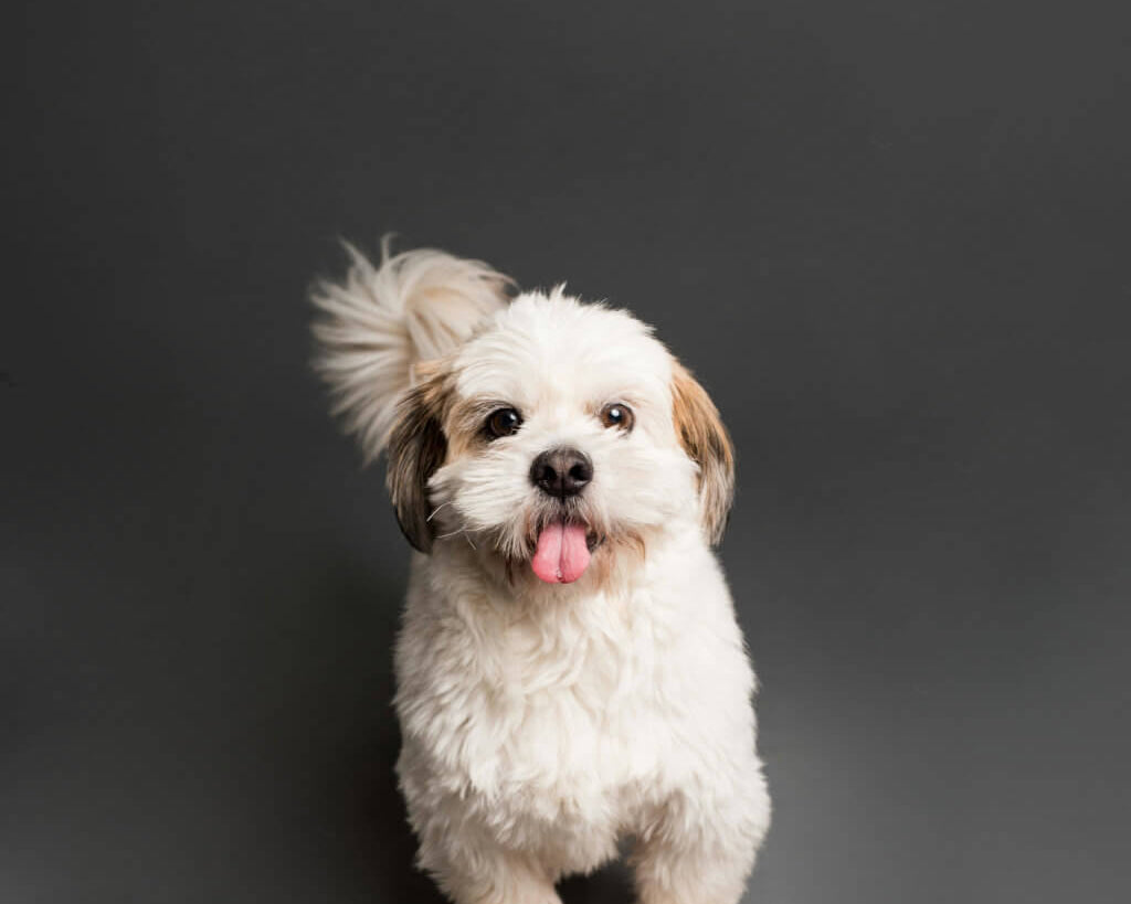 shih-poo-dog-image-with-text-great-dog-freeze-dried-treats-and-chews