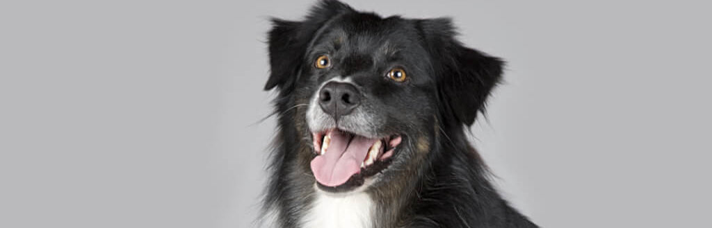 black-furry-dog-image-with-text-bison--dog-treat-best-sellers-collection