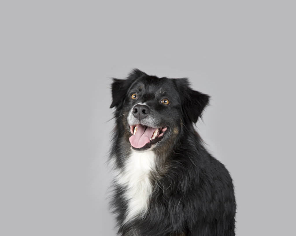 black-furry-dog-image-with-text-bison--dog-treat-best-sellers-collection